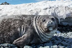 Leonina: Antarctica, South Shetland Islands, Elephant