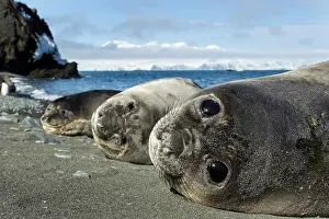 Leonina: Antarctica, South Shetland Islands, Elephant