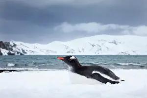 Deception: Antarctica, South Shetland Islands, Gentoo