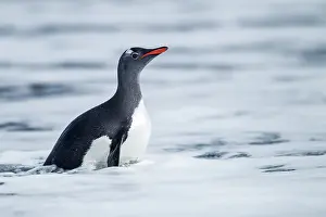 Deception: Antarctica, South Shetland Islands, Gentoo