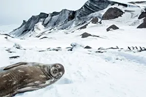 Deception: Antarctica, South Shetland Islands, Weddell