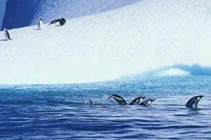 Outcropping: Antarctica, Trinity Island, Gentoo Penguins