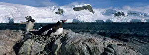Motherhood: Antarctica, Trinity Island, Mikkelsen Harbor