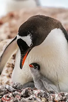 Parent: Antarctica, Wiencke Island, Damoy Point. Gentoo penguin