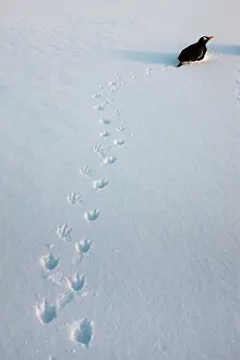 Gentoo: Antarctica, Wiencke Island, Gentoo Penguin
