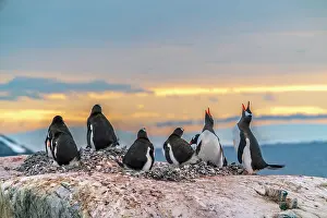 Rookery: Antarctica, Wiencke Island. Gentoo penguins in rookery at