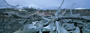 Remain: Antarctica, Wiencke Island, Sun-bleached