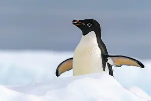 Yalour Islands: Antarctica, Yalour Islands. Adelie penguin close-up. ic Cath