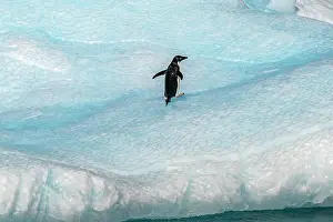 Yalour Islands: Antarctica, Yalour Islands. Adelie penguin on iceberg