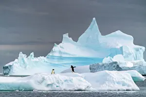 Yalour Islands: Antarctica, Yalour Islands. Adelie penguins on iceberg