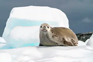 Yalour Islands: Antarctica, Yalour Islands. Crabeater seal on iceberg