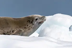 Yalour Islands: Antarctica, Yalour Islands. Crabeater seal on iceberg