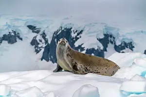 Yalour Islands: Antarctica, Yalour Islands. Crabeater seal on iceberg