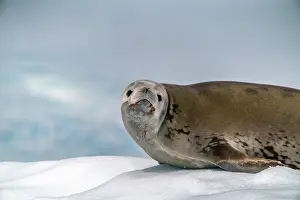 Yalour Islands: Antarctica, Yalour Islands. Crabeater seal on iceberg