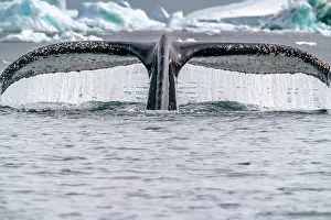 Fluke: Antarctica, Yalour Islands. Humpback whale fluke close-up