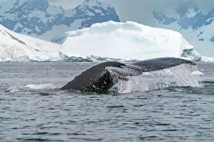 Fluke: Antarctica, Yalour Islands. Humpback whale fluke close-up