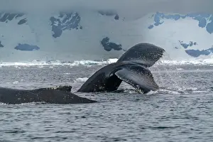 Fluke: Antarctica, Yalour Islands. Humpback whales close-up. ic Cat