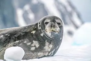 Yalour Islands: Antarctica, Yalour Islands. Weddell seal on iceberg. ic Cath