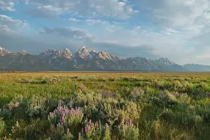 Teton: Antelope Flats lupines and sagebrush. Grand Teton
