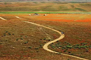 Californica: Antelope Valley