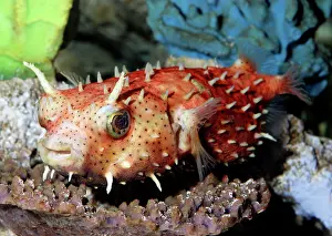 Burr: Antenna Burrfish