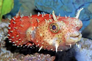 Burr: Antenna Burrfish