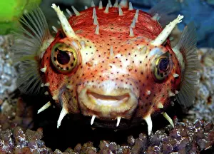 Burr: Antenna Burrfish