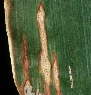 Necroses: Anthacnose on Corn