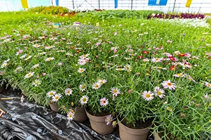 Floriculture: Anthemis Extra rose in a greenhouse, spring, Pas
