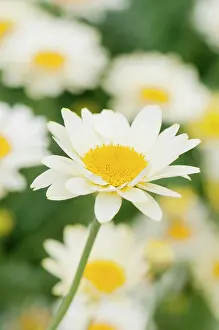 Anthemis: Anthemis Tetworth, Anthemis, Yellow, Annual, Summer Flower
