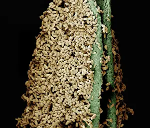 Anther: anther of a lily with pollen