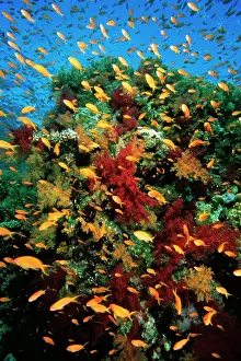 Anthias: Anthias - school on coral reef