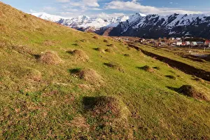 Inescts: Anthills in old alpine pasture near Gudauri