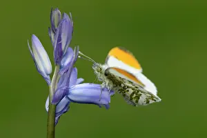 Anthocharis: Anthocharis cardamines