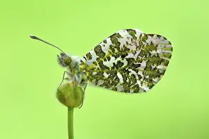 Anthocharis: Anthocharis cardamines