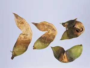 Lupin: Anthracnose infection on seedpods