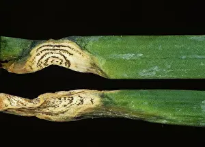Rings: Anthracnose lesions on leaves of Chives