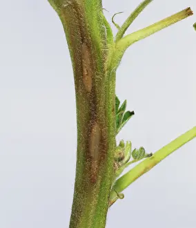 Lupin: Anthracnose lesions on lupine stem
