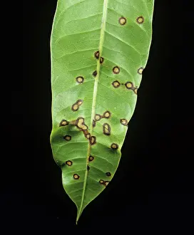 Margin: Anthracnose lesions on mango leaf