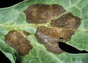Rings: Anthracnose lesions on a watermelon leaf