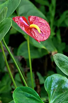 Anthurium: Anthurium - common name Tail Flower - evergreen