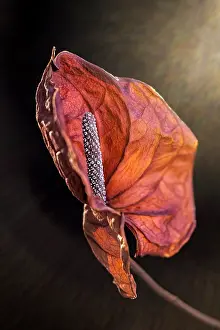 Anthurium: Anthurium dried spathe and flower