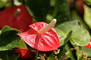 Anthurium: Anthurium / Flamingo Flower