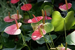 Anthurium: Anthurium / Flamingo Flower