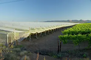 Anti: Anti-bird netting covering vineyard to protect
