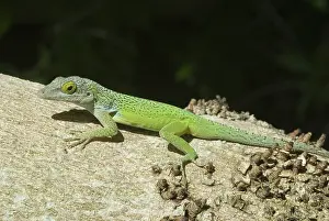 Bermuda: Antiguan Anole (Anolis leachii)