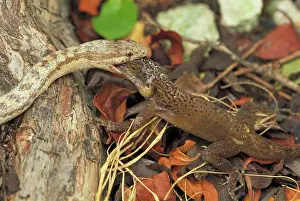 Anoles: Antiguan Racer - Eating anole