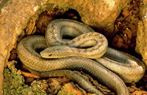 Antigua: Antiguan Racer SNAKE