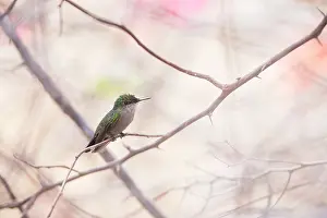 Antillean: Antillean Crested Hummingbird (Orthorhyncus cristatus)