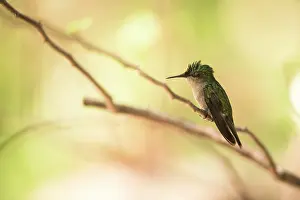 Antillean: Antillean Crested Hummingbird (Orthorhyncus cristatus)